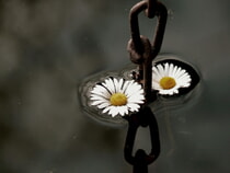 Ilse Dunkel (ille)  / pixelio.de